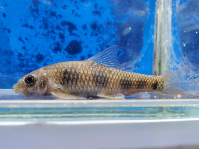 セブンドットガラ