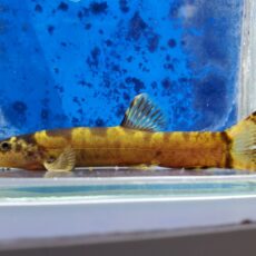 レプトボティア　チャンギ　2025年11月入荷！