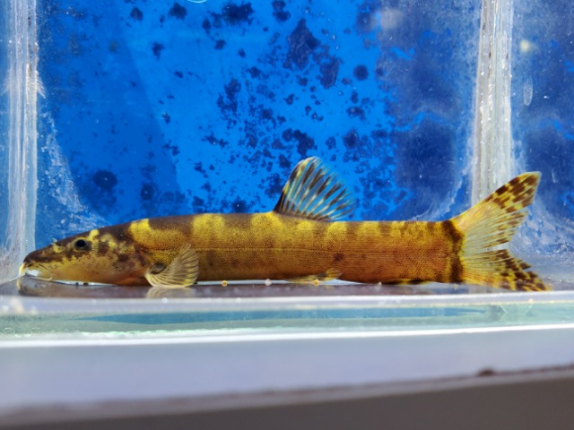 レプトボティア　チャンギ　2025年11月入荷！