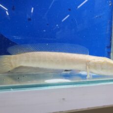 アルビノカムルチー　2025年11月入荷！