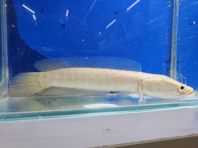 アルビノカムルチー　2025年11月入荷！