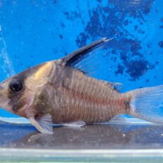 コリドラス　レセックス　大特価！