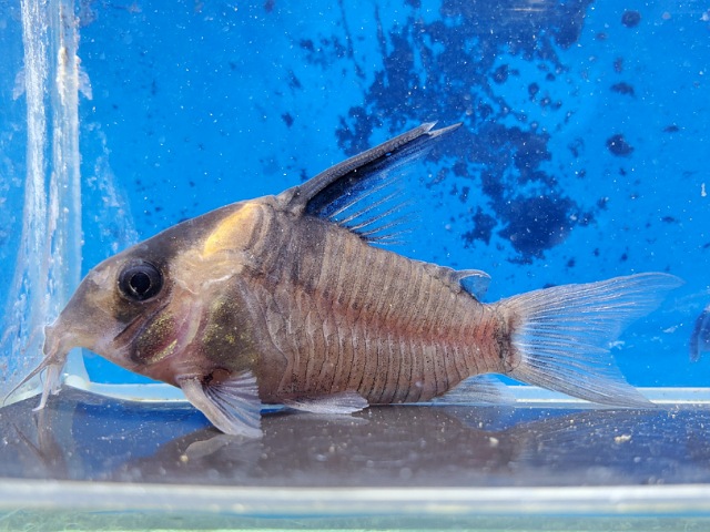 コリドラス　レセックス　大特価！