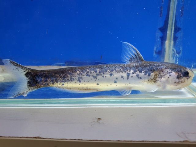 メタリックブルーカンディル