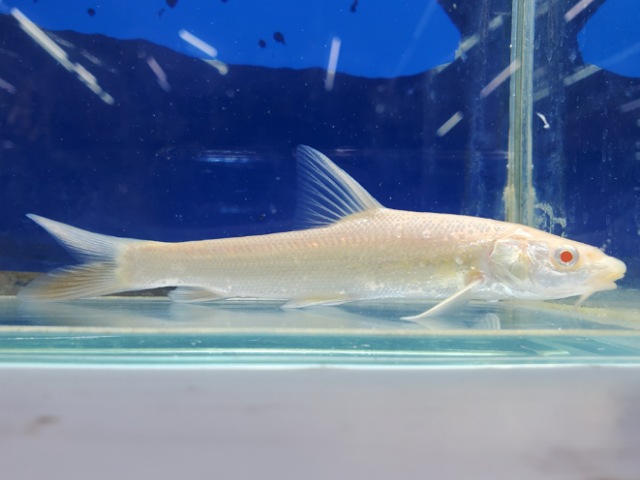 アルビノルシオバルブス