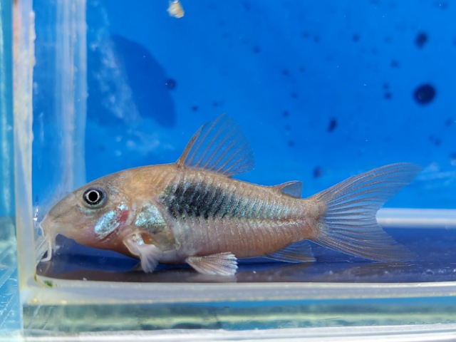 コリドラス　フォールスエクエス