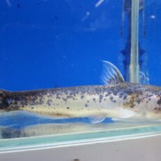 メタリックブルーカンディル　2025年12月入荷！