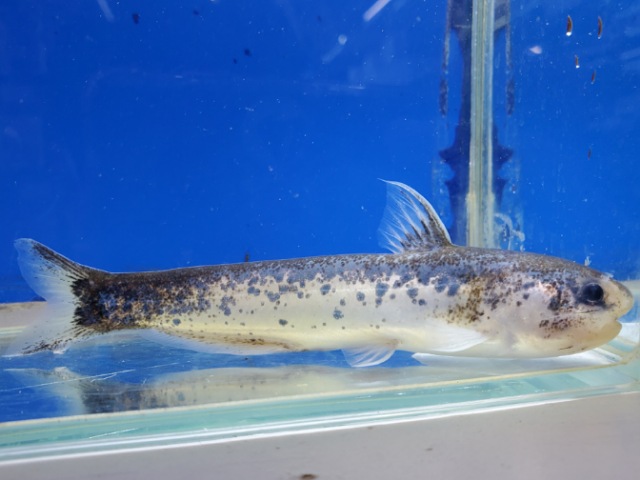 メタリックブルーカンディル　2025年12月入荷！