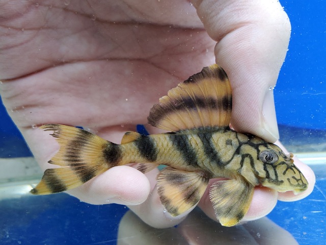 ネットワークタイガープレコ