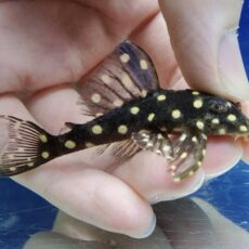 ファンシースポットペコルティア　2025年入荷！