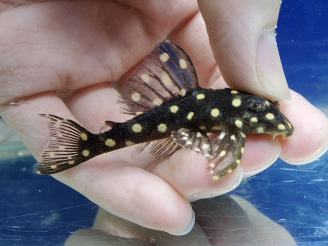 ファンシースポットペコルティア　2025年入荷！