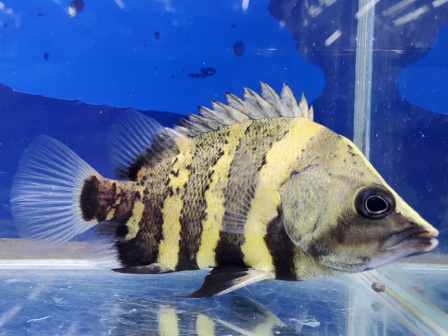 ニューギニアダトニオ