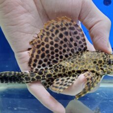 アカリボルダード　ネグロ　2　2025年12月入荷！