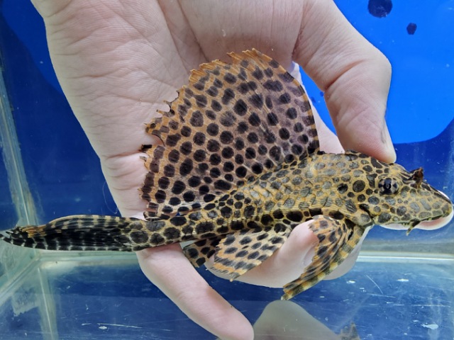 アカリボルダード　ネグロ　2　2025年12月入荷！