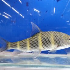 中国クラウンバルブ　2025年12月入荷！