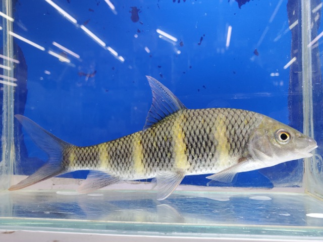 中国クラウンバルブ　2025年12月入荷！