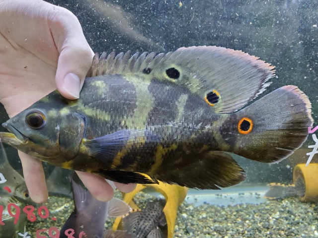 ワイルドオスカー