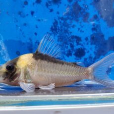 コリドラス　イミテーター　2025年12月入荷！