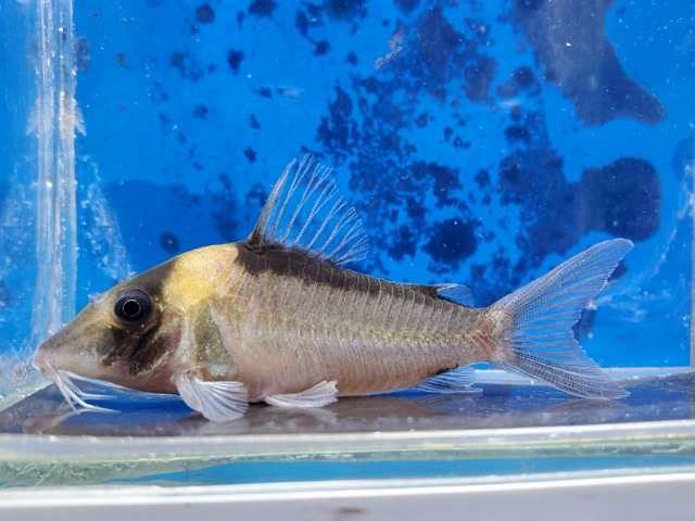 コリドラス　イミテーター　2025年12月入荷！