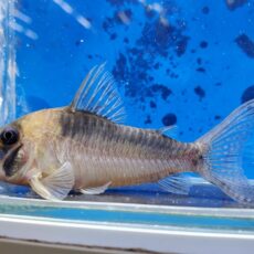 コリドラス　セルラータス　2025年12月入荷！