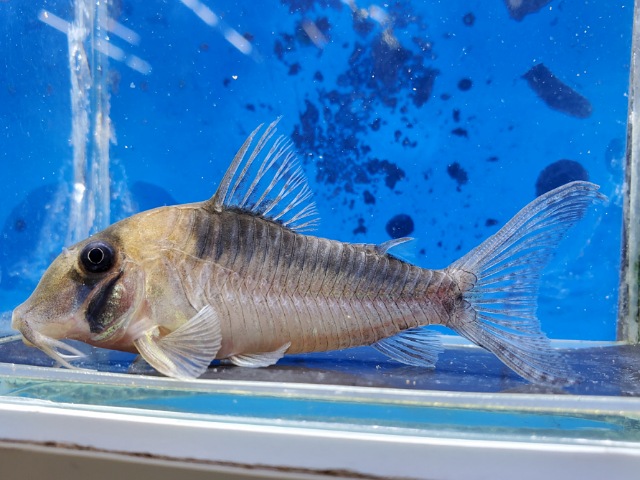 コリドラス　セルラータス　2025年12月入荷！