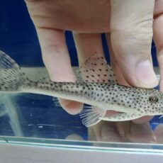 ホワイトクプープレコ　2025年12月入荷！