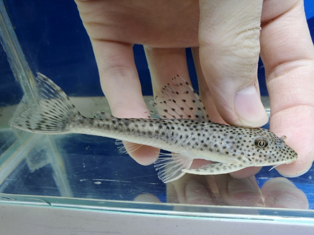 ホワイトクプープレコ　2025年12月入荷！