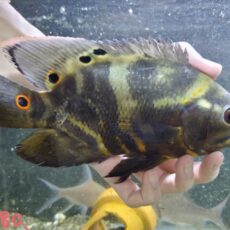 ワイルドオスカー　リオジュファリ　2025年12月入荷！