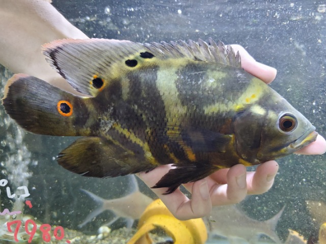 ワイルドオスカー　リオジュファリ　2025年12月入荷！