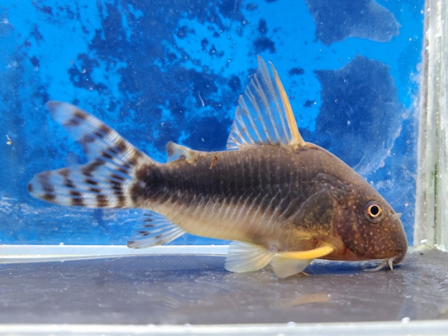 コリドラス　ゴッセイ