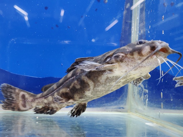 キボシドットカイザードラス