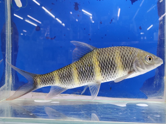 中国クラウンバルブ