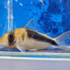 コリドラス　セミロングノーズブロードバンドデビットサンジィ　大特価！！