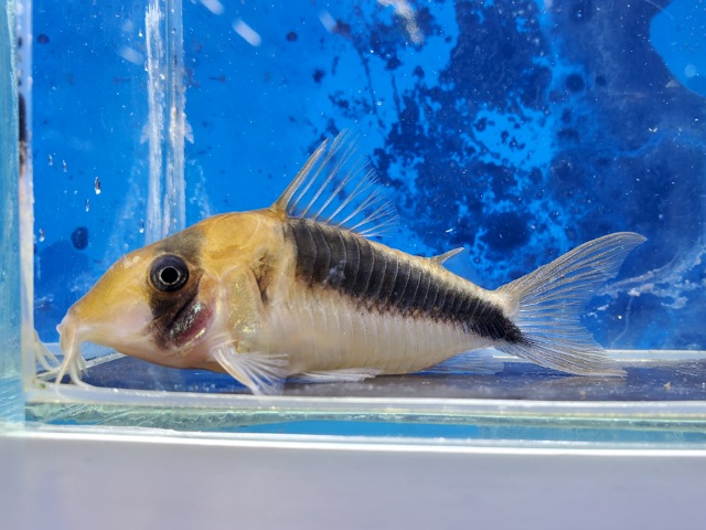 コリドラス　セミロングノーズブロードバンドデビットサンジィ　大特価！！