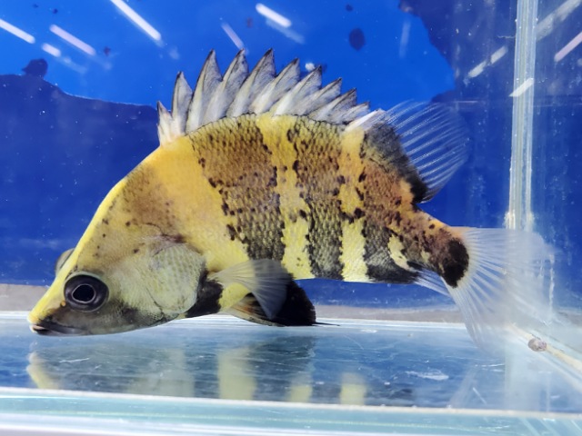 ニューギニアダトニオ