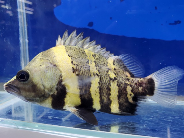 ニューギニアダトニオ