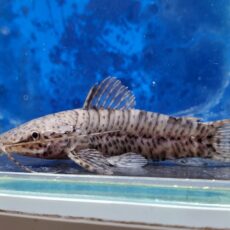 バンデッドホプロ　2025年12月入荷！