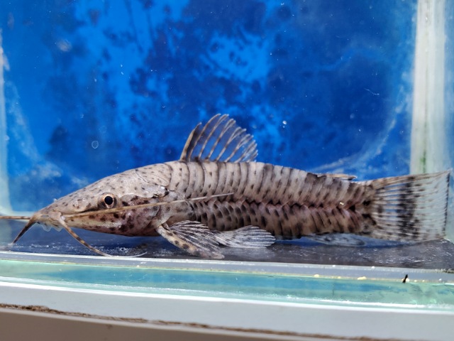 バンデッドホプロ　2025年12月入荷！