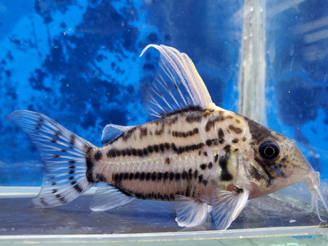 コリドラス　セミロングノーズスーパーシュワルツィ