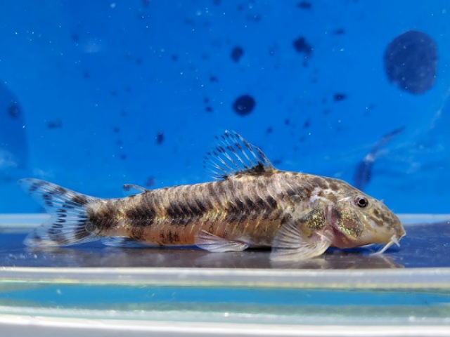 アスピドラスsp.ブラックライン