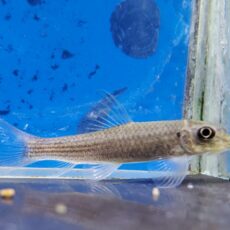 レッドテールガラ　2025年12月入荷！