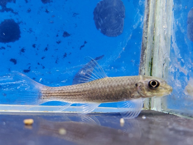 レッドテールガラ　2025年12月入荷！