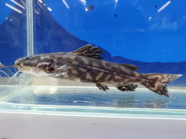 キボシドットカイザードラス