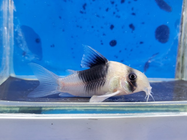 コリドラス　ニューショートノーズスーパービコロール