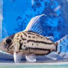 コリドラス　セミロングノーズスーパーシュワルツィ　2025年12月入荷！