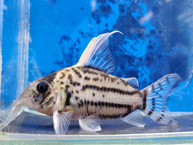 コリドラス　セミロングノーズスーパーシュワルツィ　2025年12月入荷！