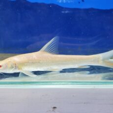 アルビノルシオバルブス　2025年12月入荷！