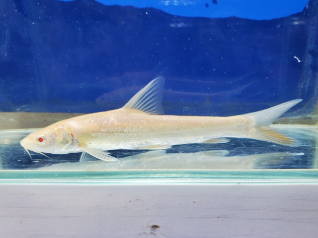 アルビノルシオバルブス　2025年12月入荷！