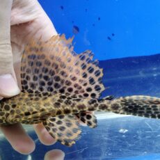 アカリボルダード　ネグロ　1　2025年12月入荷！