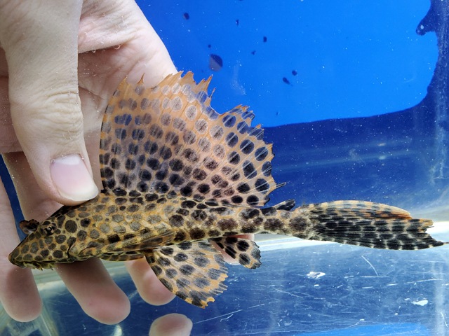 アカリボルダード　ネグロ　1　2025年12月入荷！